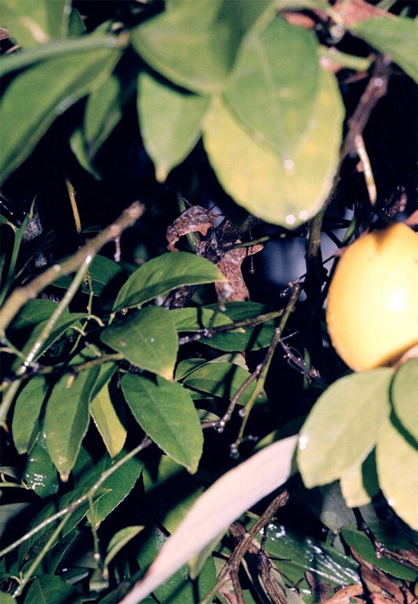 Lemon Tree, 2010