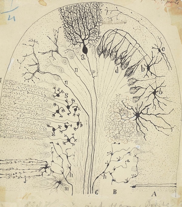 Parasagittal section of the cerebellum, drawn by Santiago Ra