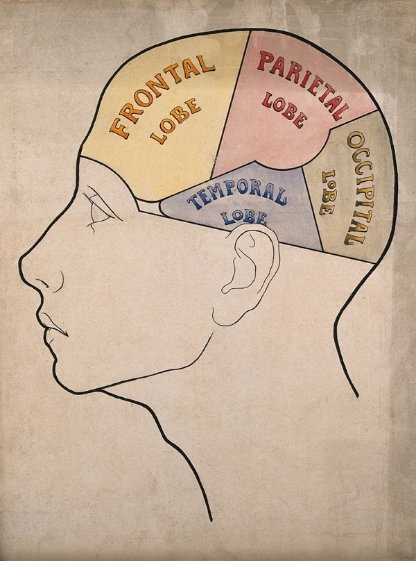 Head divided into four cerebral lobes: profile. Drawing with