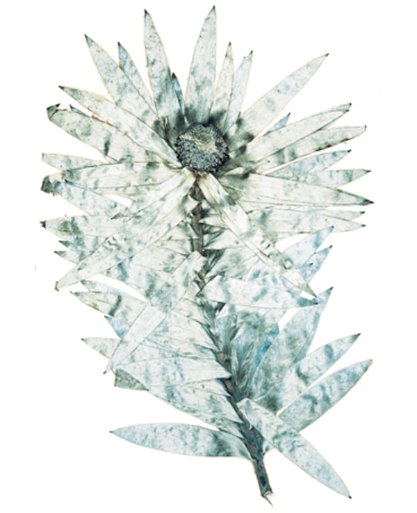 From Flora, Nick Knight, 1997