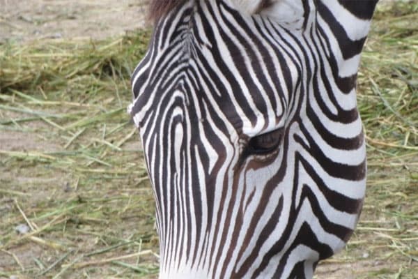 zebra