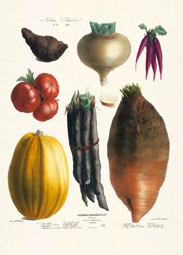 The Vegetable Garden