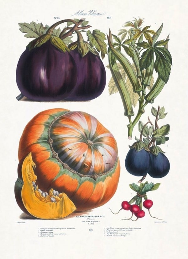 The Vegetable Garden