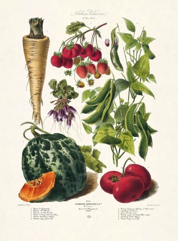 The Vegetable Garden