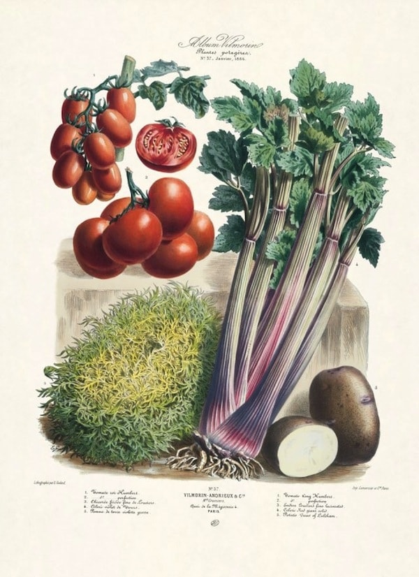 The Vegetable Garden