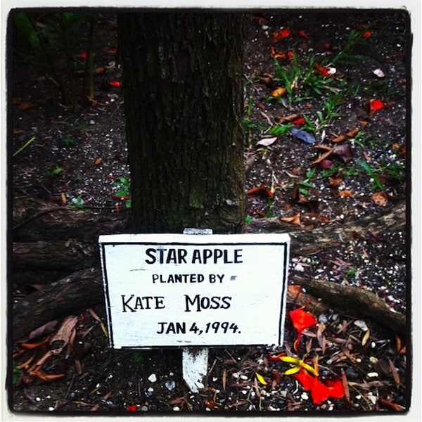 Kate Moss&#39; Star Apple tree at GoldenEye, Jamaica