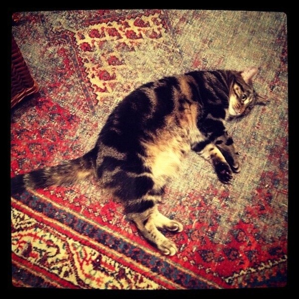 Florence the cat has a Margiela moment