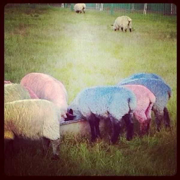 Rainbow sheep at Latitude festival