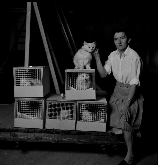 The various &#39;Blofeld&#39; cats used in the production