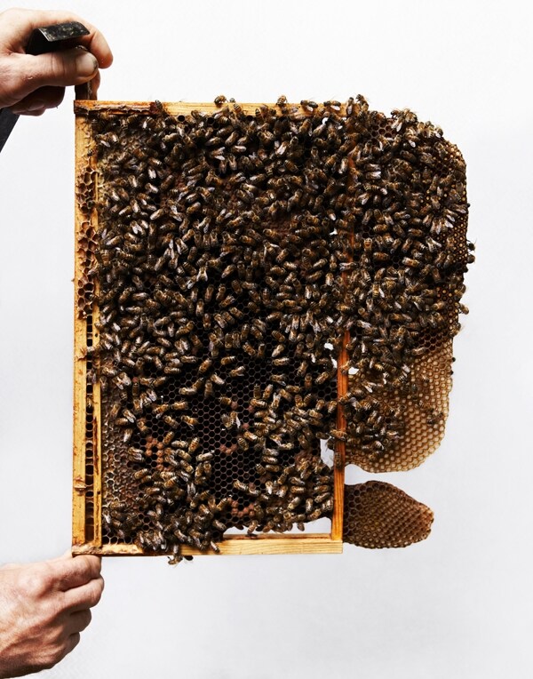 Bees on honeycomb