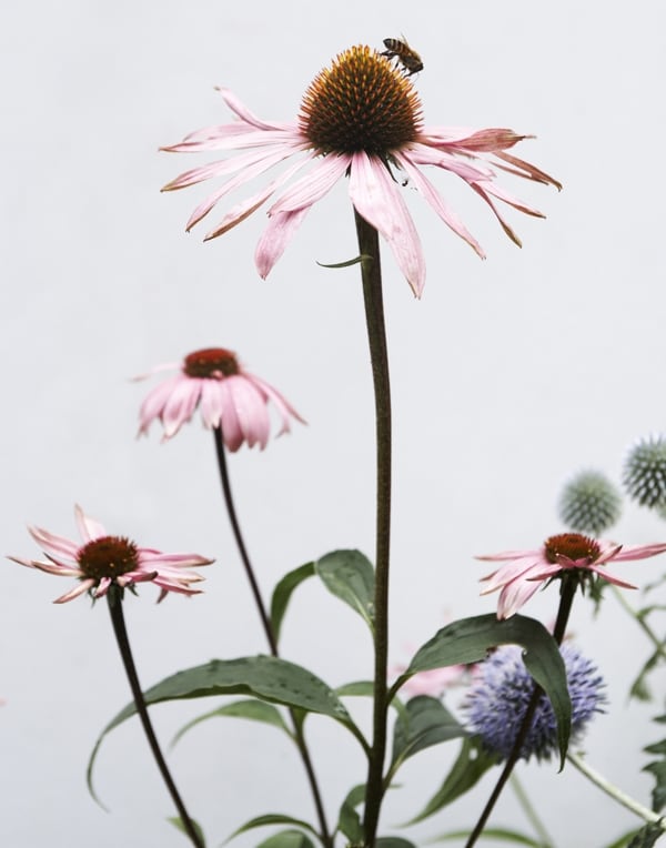 Bees on Flowers