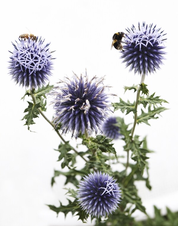 Bees on Flowers