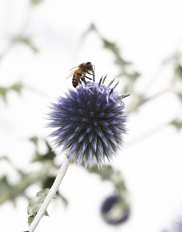 Bee on Flower
