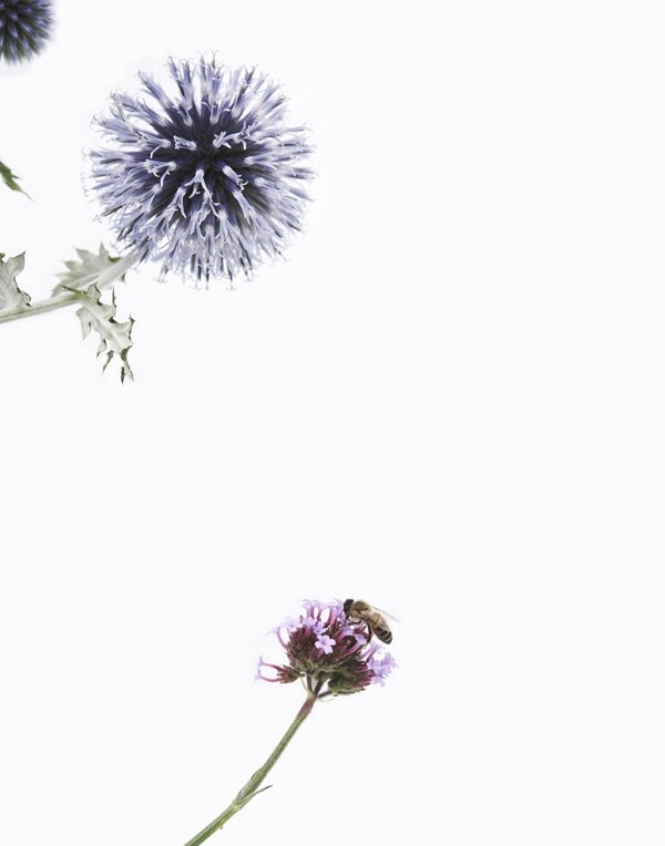 Bee on Flower