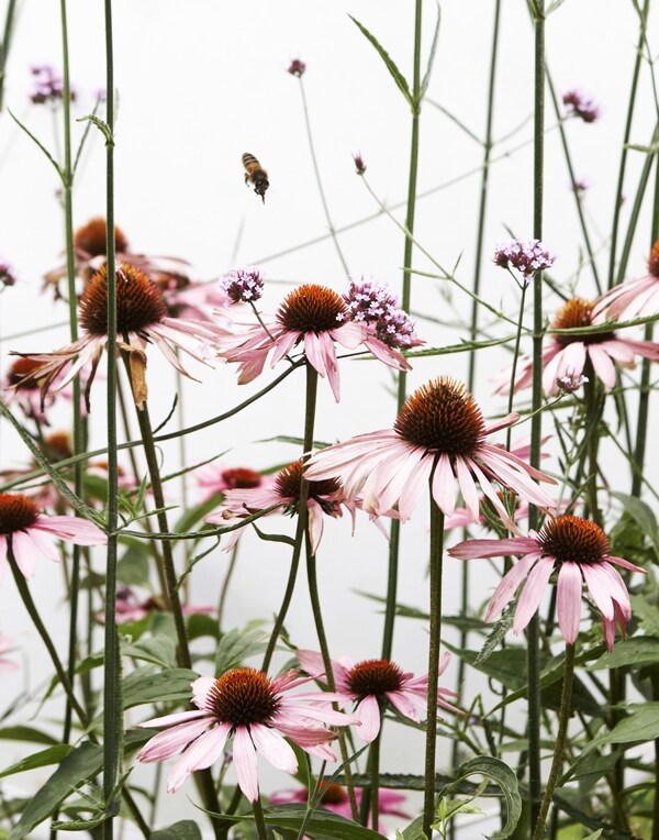 Bees on Flowers