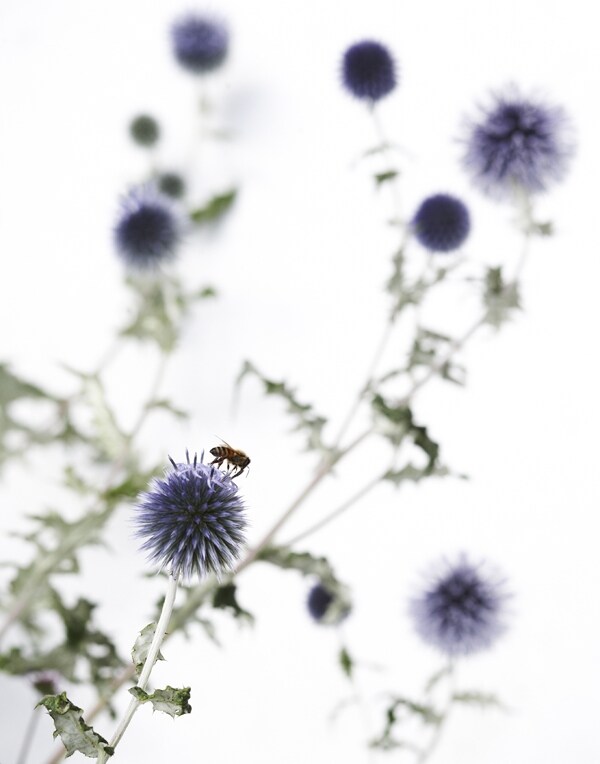 Bee on Flower