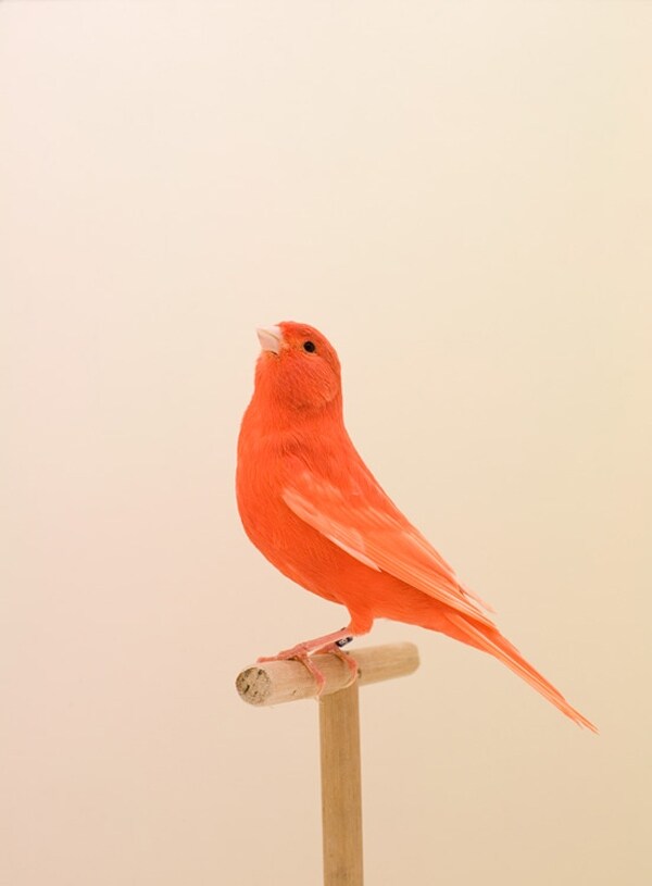Red Canary #1