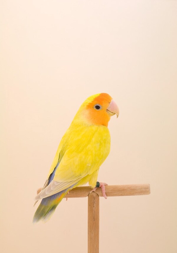 Love Bird #1