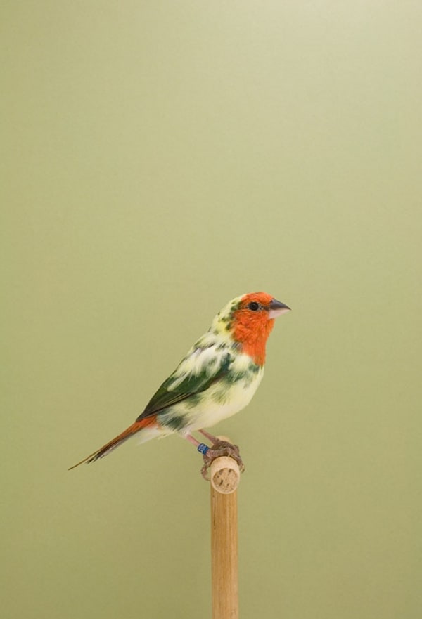 Austrailian Finch #2