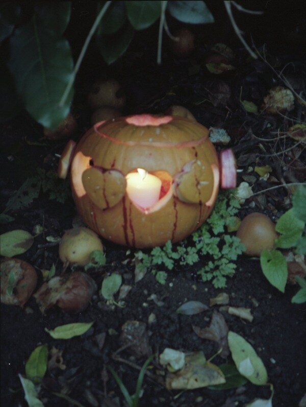 Pumpkin by Alex Box