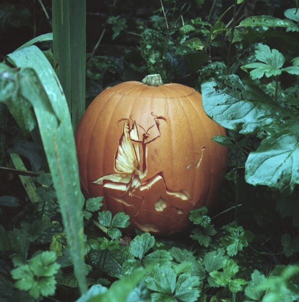 Pumpkin by Rhea Thierstein