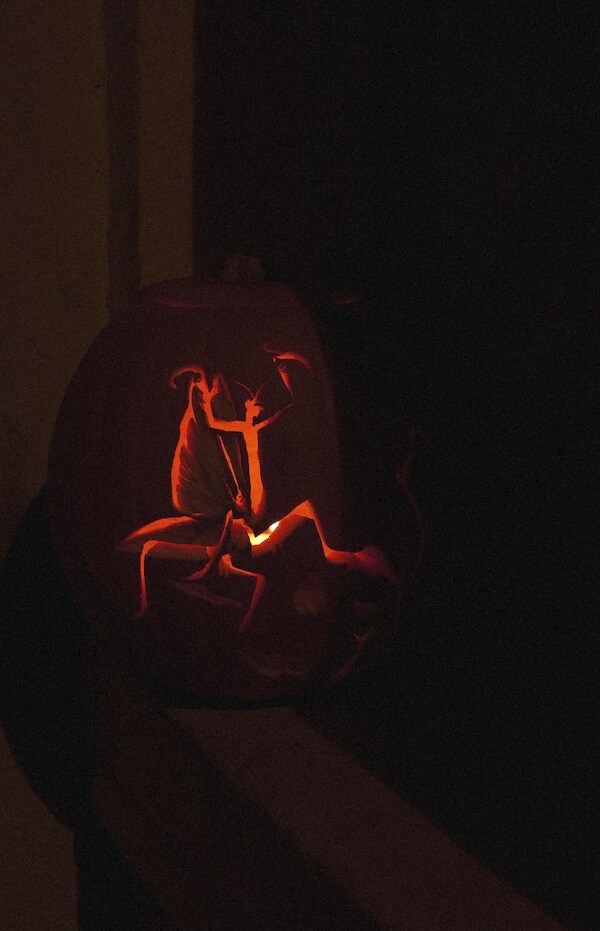 Pumpkin by Rhea Thierstein