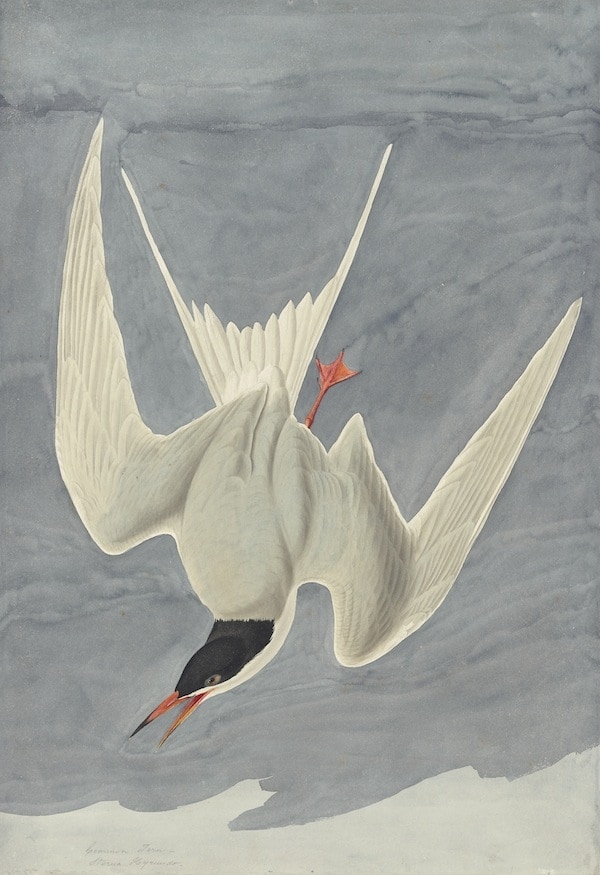 Common Tern