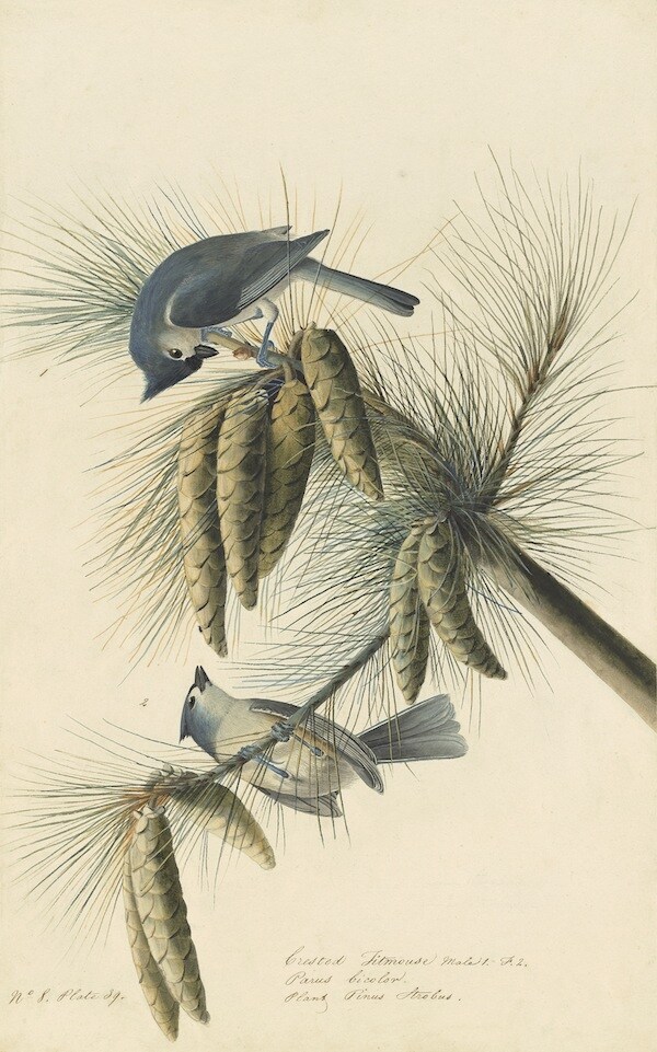 Tufted Titmouse