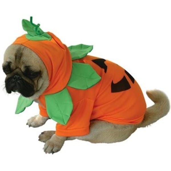 Pumpkin Pooch chosen by Nell Kalonji