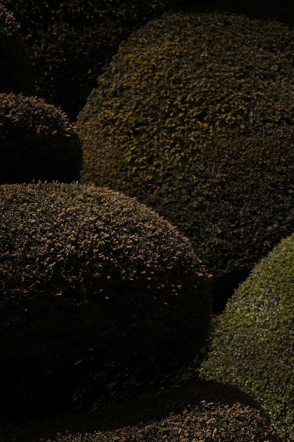 Topiary