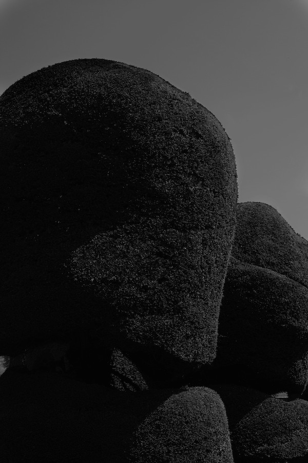 Topiary