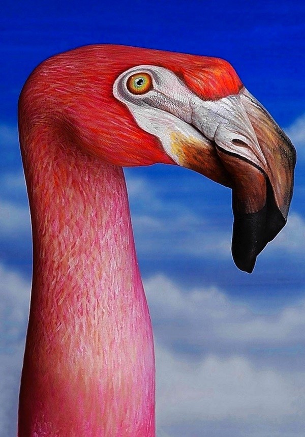 Flamingo by Guido Daniele