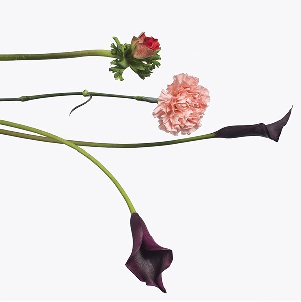 Inez van Lamsweerde and Vinoodh Matadin, 1 Red Anemone, 1 Pi