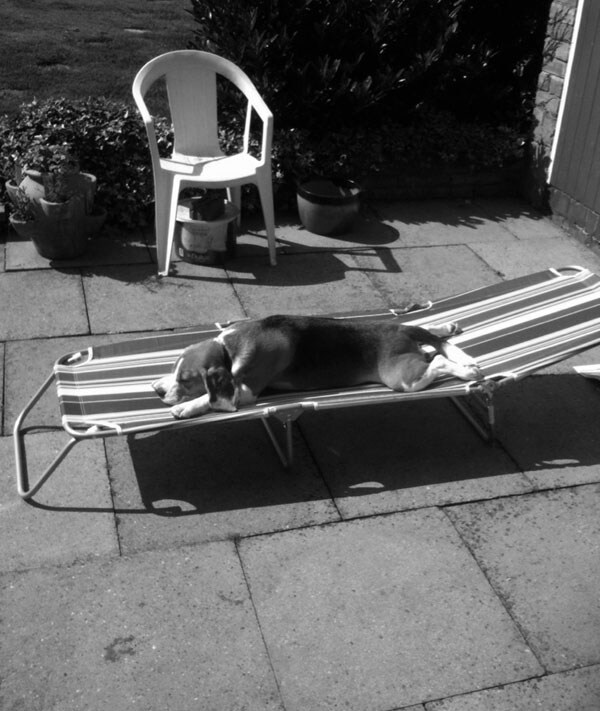Henry sunbathing