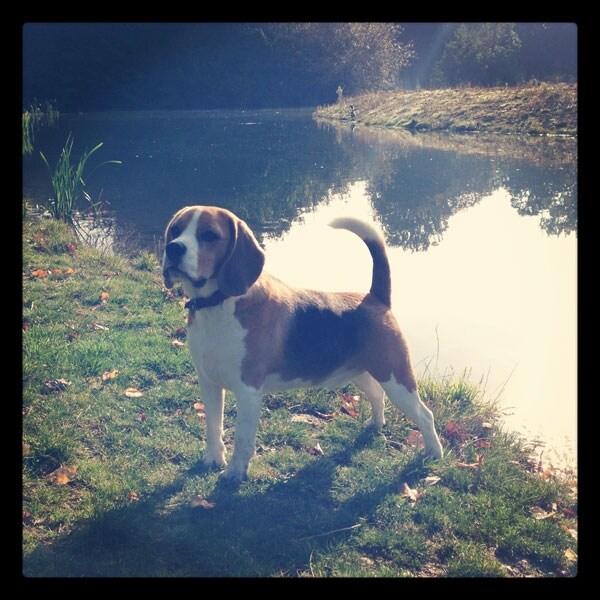 Henry in the park