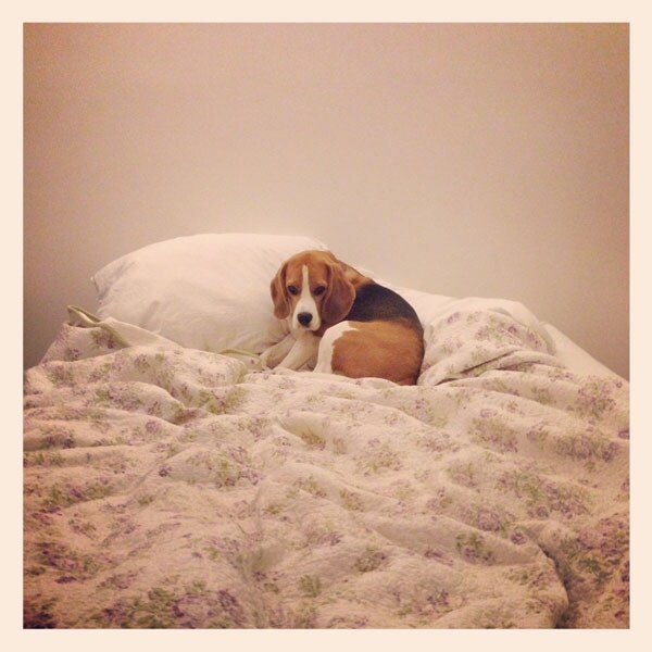 Henry in bed