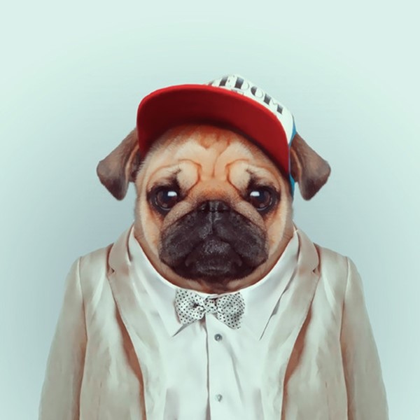 Pug from Zoo Portraits by Yago Partal