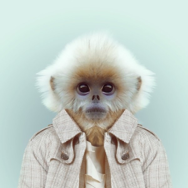 Monkey from Zoo Portraits by Yago Partal