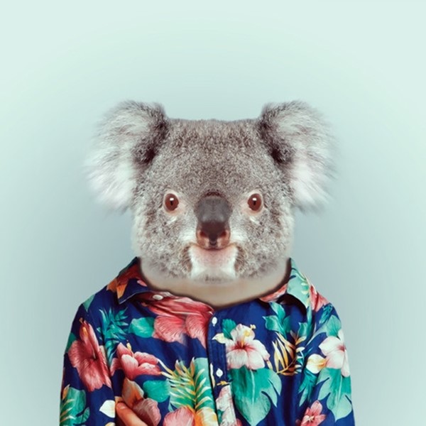 Koala from Zoo Portraits by Yago Partal