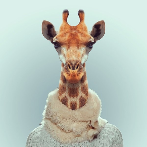 Giraffe from Zoo Portraits by Yago Partal