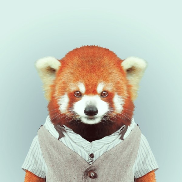 Red panda from Zoo Portraits by Yago Partal