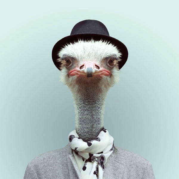 Ostrich from Zoo Portraits by Yago Partal