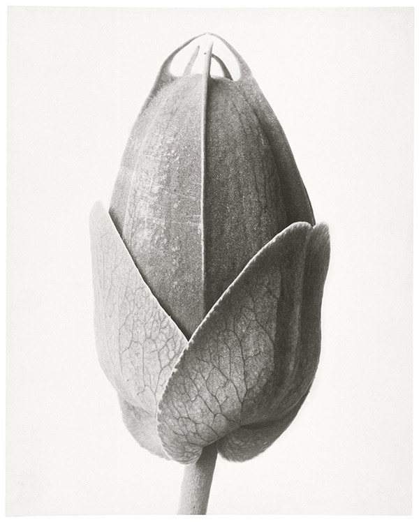 Karl Blossfeldt, Passion Flower Bud