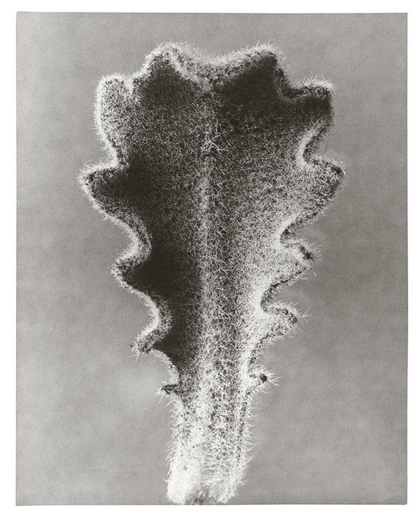 Karl Blossfeldt, Hairy Catsear Young Leaf
