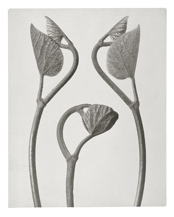 Karl Blossfeldt, Birthwort Shoots of Tendrils