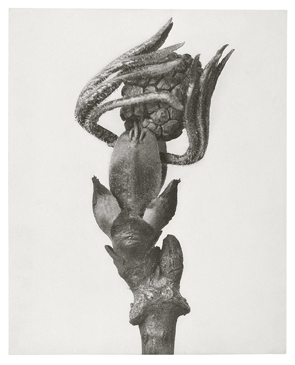 Karl Blossfeldt, Red Elderberry Bud of Blossom