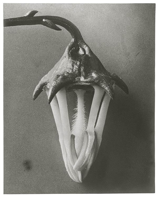 Karl Blossfeldt, Azorina Blossom, the Petals Are Removed