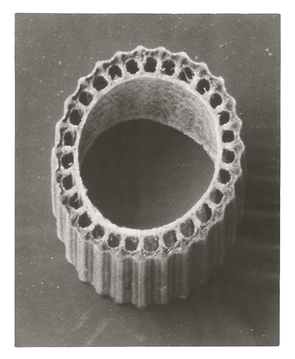Karl Blossfeldt, Rough Horsetail Cross Section of Stem