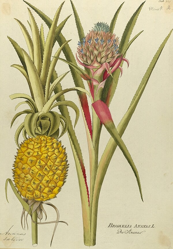 Bompass &amp; Parr pineapple inspiration: Bromelia ananas, hand-