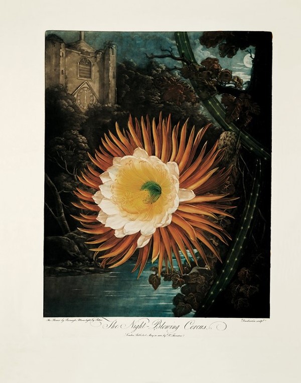 The Night-Blowing Cereus by Philip Reinagle and Abraham Peth